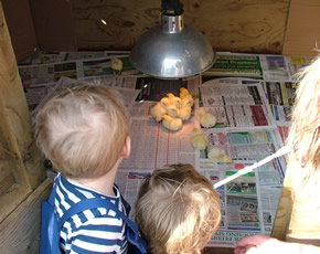 newly hatched chicks ay higher lank farm holiday accommodation for families with young children