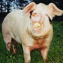 holidays in cornwall with your toddlers on the farm - meet the pigs!