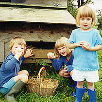 collecting the eggs