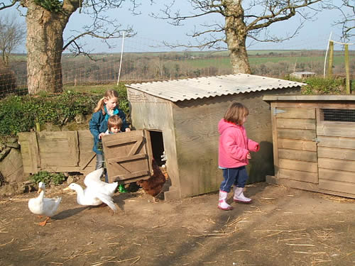 collecting eggs at higher lank farm, bodmin