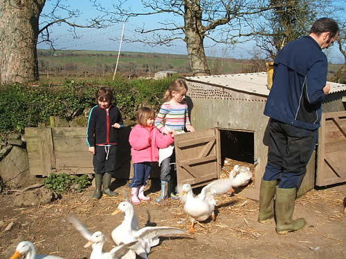 egg collecting at higher lank farm, bodmin