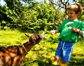 toddler holidays - orphan lambs and goats to meet