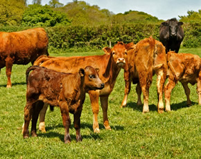 cows at higher lank farm