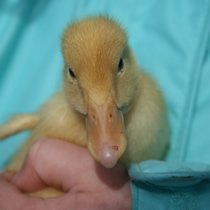 ducklings at higher lank farm