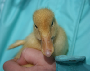 ducklings at higher lank working farm holidays near Bodmin