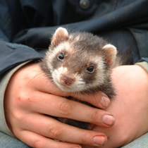 farm holidays in cornwall for you and your toddlers 