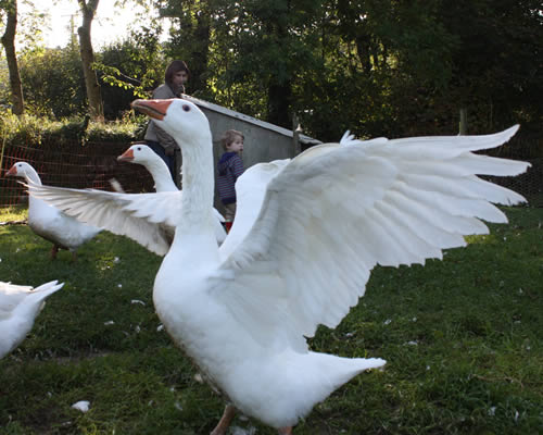 flapping goose at higher lank farm, cornwall