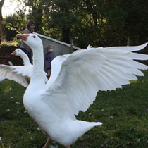 farm holidays in cornwall for you and your toddlers 