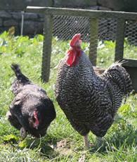 poultry feeding at higher lank farm holidays, bodmin, cornwall