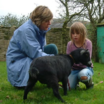 holidays in cornwall with your toddlers on the farm - meet the pigs!