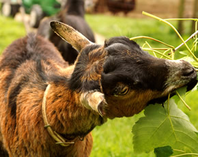 goats at higher lank farm holidays in cornwall