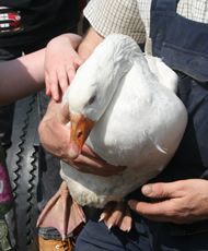 friendly goose at higher lank farm holidays, bodmin