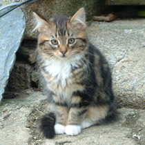kitten at higher lank farm