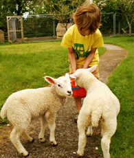 feeding lambs at higher lank farm holidays in cornwall