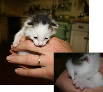 mew the kitten