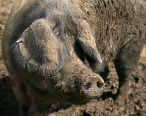 pigs at higher lank farm holidays near bodmin
