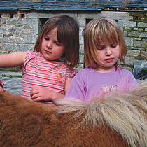 ponies at higher lank farm