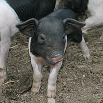 plenty to see and do on the farm
