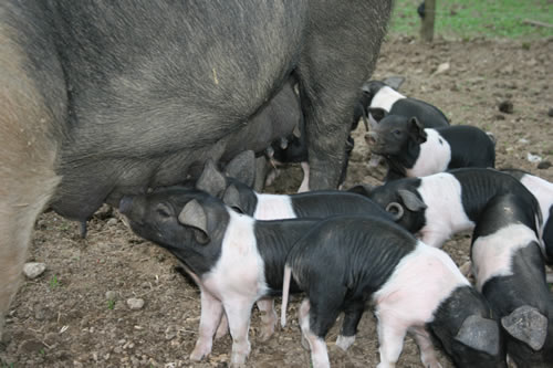 saddleback piglets