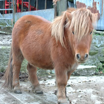 pony at higher lank farm