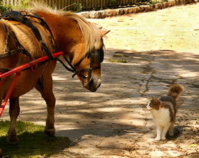 real farm holidays in cornwall with your toddlers on the farm - pony and trap rides