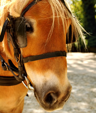 pony and trap rides at higher lank farm holidays