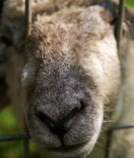 sheep at higher lank farm holidays near bodmin